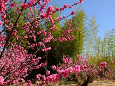 荏田南5丁目（桃の花）

