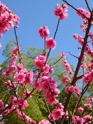 荏田南5丁目（桃の花）
