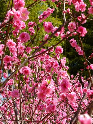 荏田南5丁目（桃の花）
