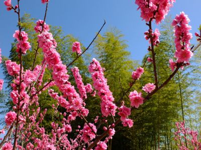 荏田南5丁目（桃の花）

