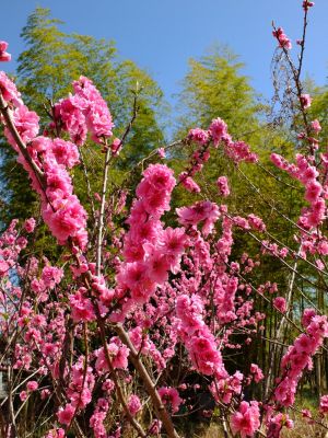 荏田南5丁目（桃の花）
