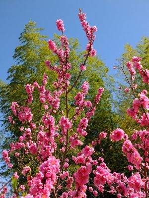 荏田南5丁目（桃の花）
