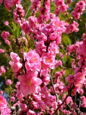 荏田南5丁目（桃の花）
