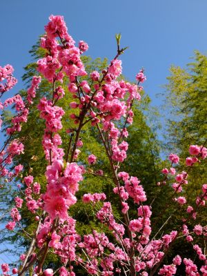 荏田南5丁目（桃の花）
