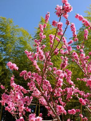 荏田南5丁目（桃の花）
