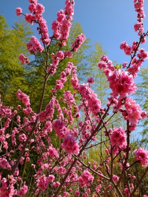 荏田南5丁目（桃の花）
