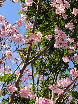 都筑中央公園（横浜緋桜）
