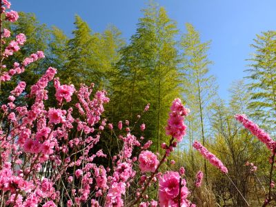 荏田南5丁目（桃の花）

