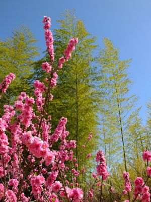 荏田南5丁目（桃の花）
