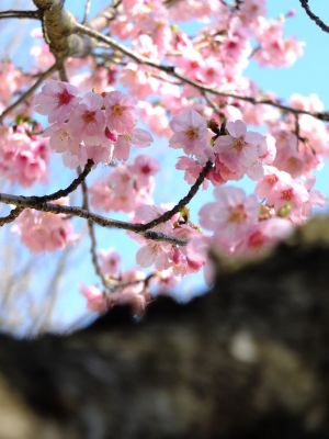 都筑中央公園（横浜緋桜）
