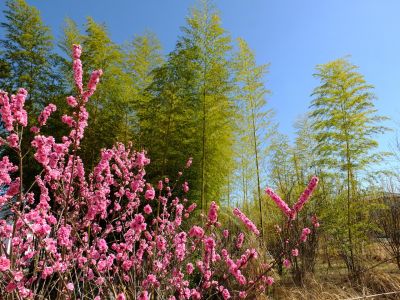 荏田南5丁目（桃の花）

