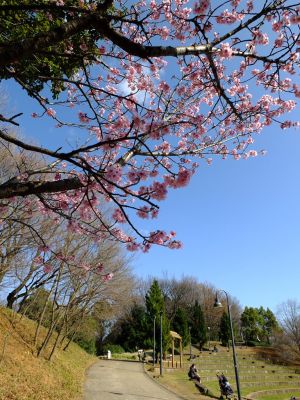 都筑中央公園（横浜緋桜）
