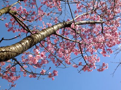 都筑中央公園（横浜緋桜）
