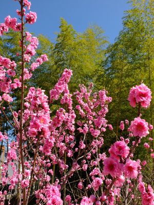 荏田南5丁目（桃の花）
