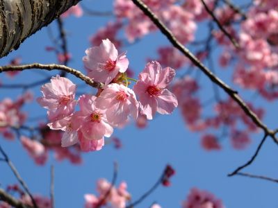 都筑中央公園（横浜緋桜）
