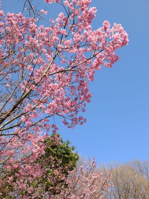 都筑中央公園（横浜緋桜）
