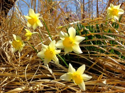 荏田南5丁目（水仙の花）
