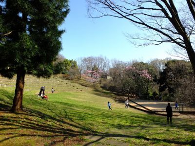 都筑中央公園（横浜緋桜）
