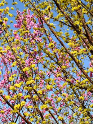 荏田南5丁目（サンシュウユと桃の花）
