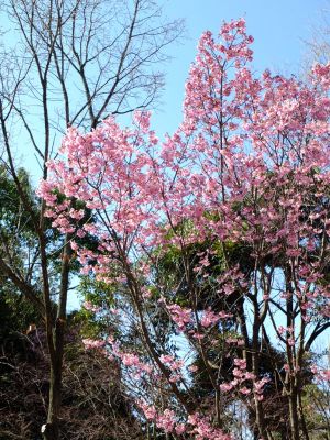 都筑中央公園（横浜緋桜）
