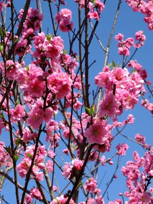荏田南5丁目（桃の花）

