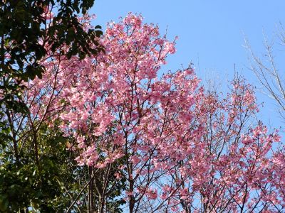都筑中央公園（横浜緋桜）
