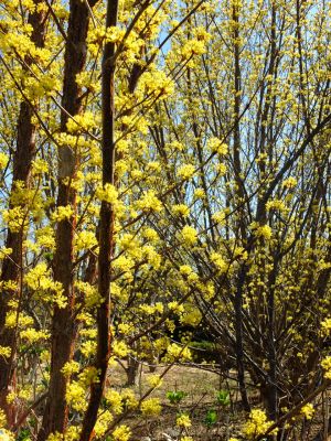 荏田南5丁目（サンシュウユ）
