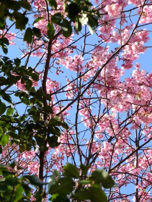 都筑中央公園（横浜緋桜）
