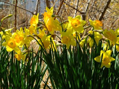 荏田南5丁目（水仙の花）
