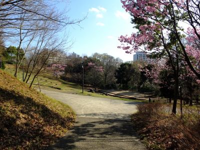 都筑中央公園（横浜緋桜）
