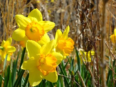 荏田南5丁目（水仙の花）
