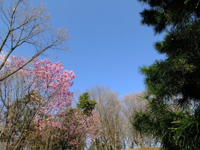 都筑中央公園（横浜緋桜）
