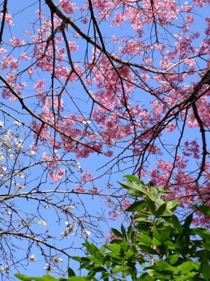 都筑中央公園（横浜緋桜）
