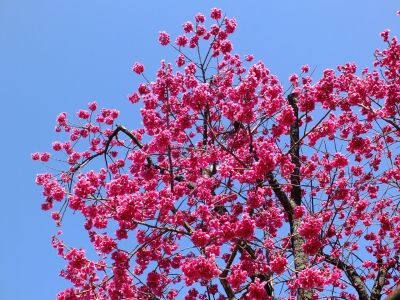 荏田南5丁目（寒緋桜）
