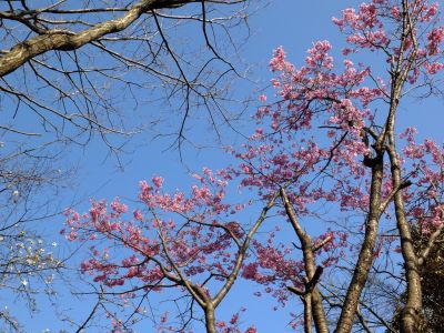 都筑中央公園（横浜緋桜）

