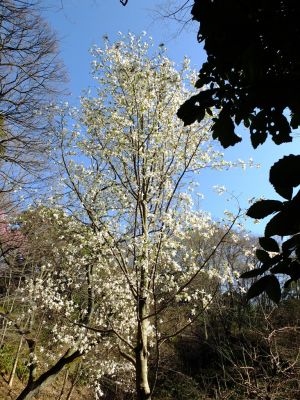 都筑中央公園（こぶし）
