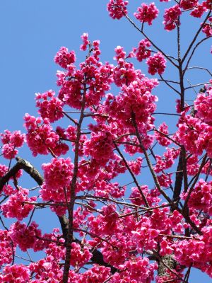 荏田南5丁目（寒緋桜）
