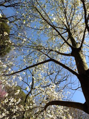 都筑中央公園（こぶし）
