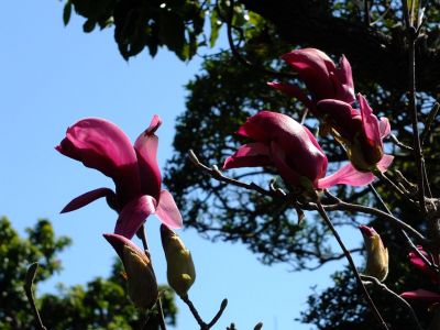 荏田南5丁目（モクレンの花）
