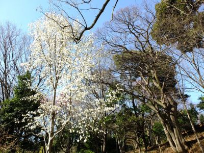 都筑中央公園（こぶし）
