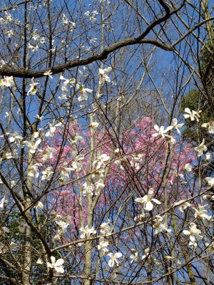 都筑中央公園（こぶし）
