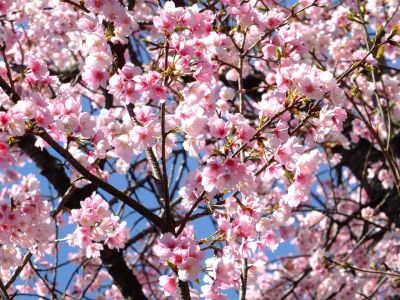 心行寺（彼岸桜）

