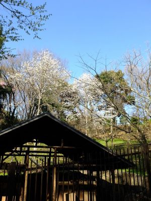 都筑中央公園（こぶし）
