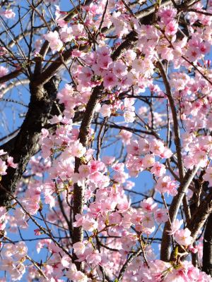 心行寺（彼岸桜）
