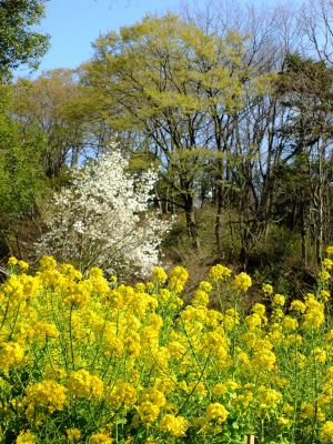 都筑中央公園（菜の花）
