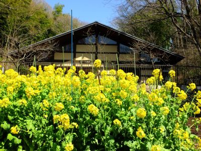 都筑中央公園（菜の花）
