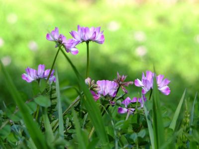 都筑中央公園（れんげ草）
