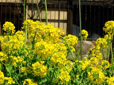 都筑中央公園（菜の花）
