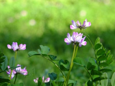 都筑中央公園（れんげ草）
