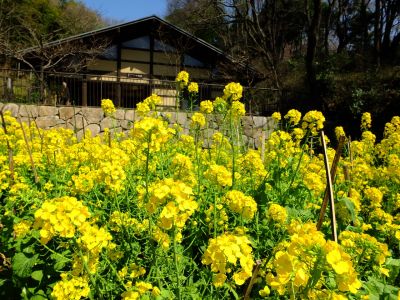 都筑中央公園（菜の花）
